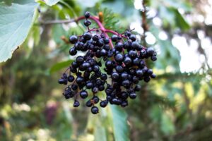 elderberries on bush