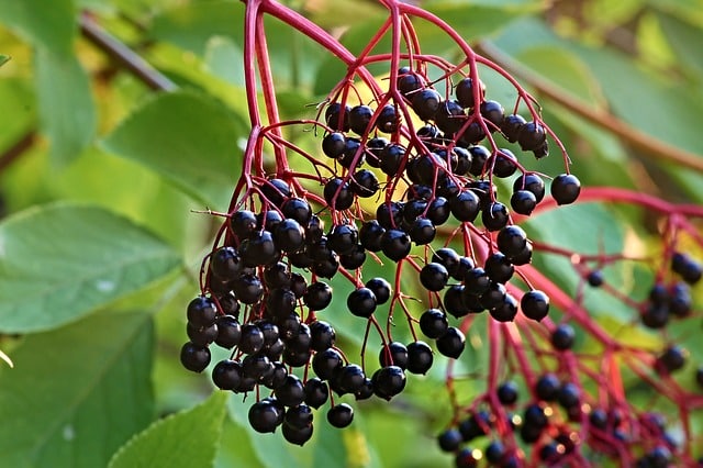 black elderberry plant with berries and leaves visible
