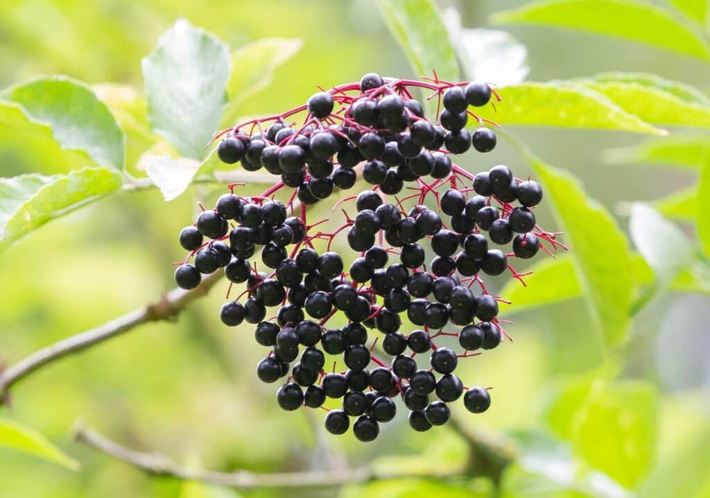 elderberry close up