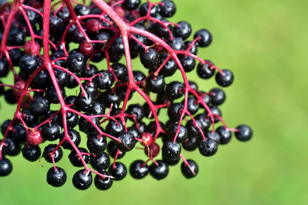 ripe elderberries image