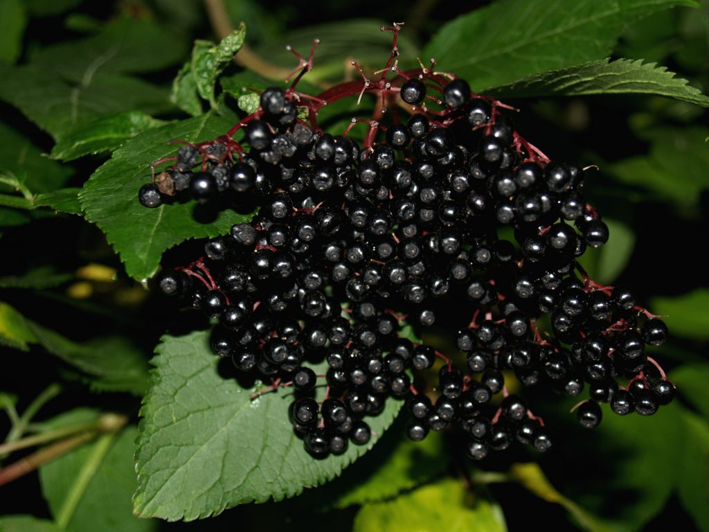 Black Elderberry Plant Close Up