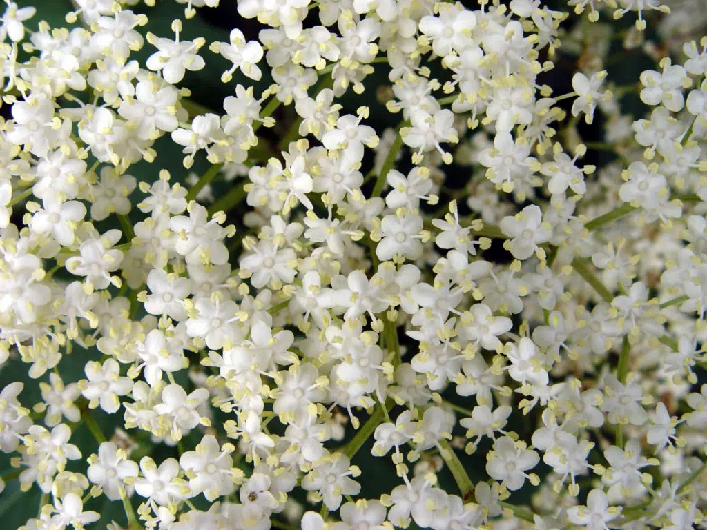 Elderberry Flowers