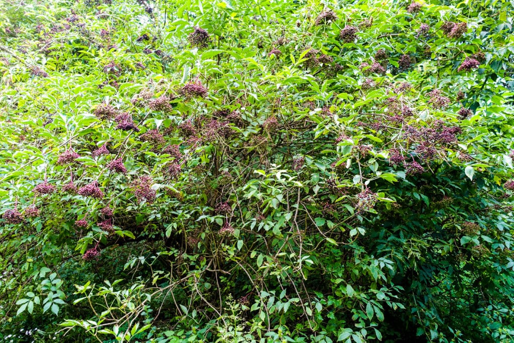 Thick Elderberry plant with berries