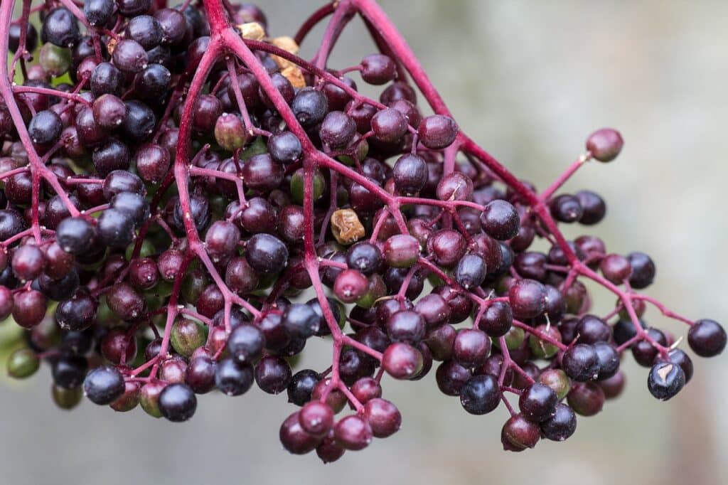 unripe green fruit from elderberry