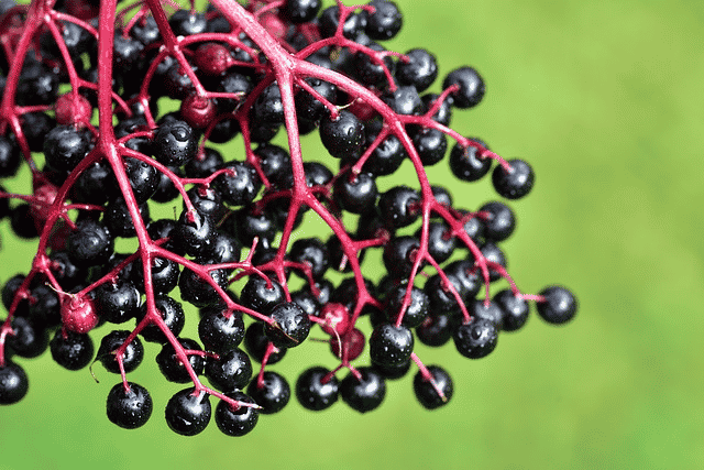 demonstration of elderberry plant