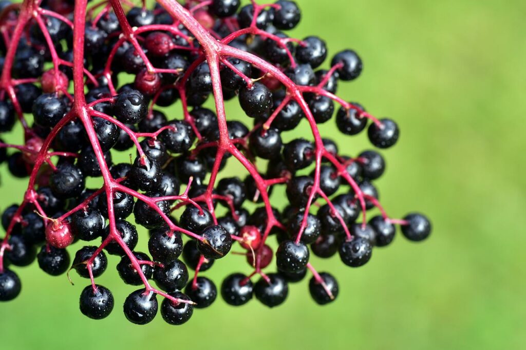 zoomed in view of the berries