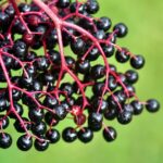 zoomed in view of the berries